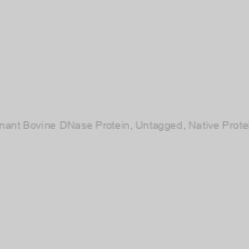 Image of Recombinant Bovine DNase Protein, Untagged, Native Protein-100mg